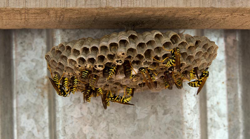 Wasp Nest Removal | Removing a Bees Nest